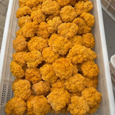 金耳菌