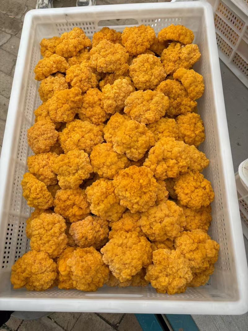 金耳菌