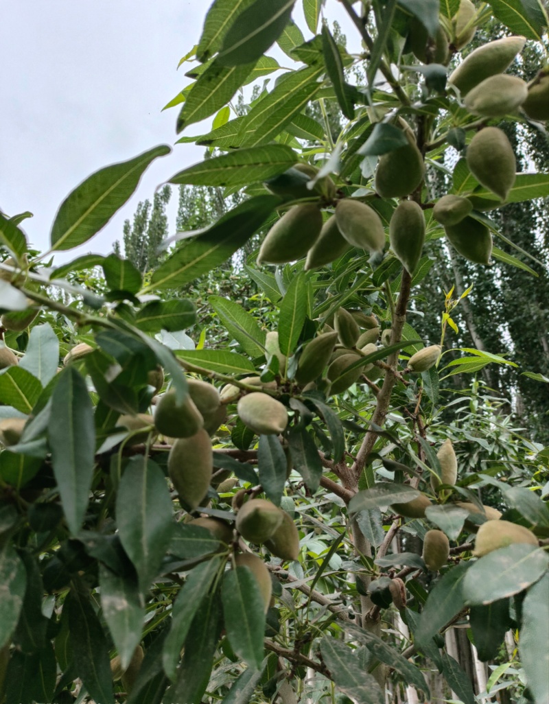 新疆喀什新鲜巴旦木
