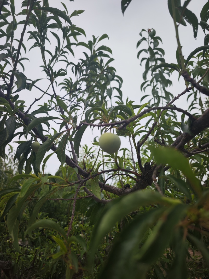 蜂糖李