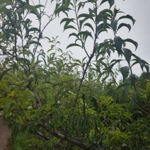 蜂糖李