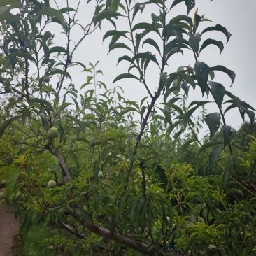 蜂糖李