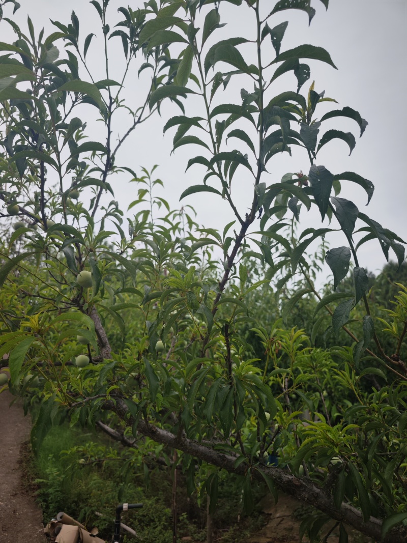 蜂糖李