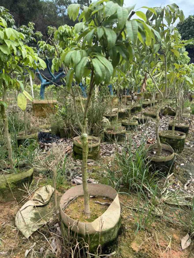 仙进奉荔枝苗、荔枝苗、妃子笑、桂味荔枝苗