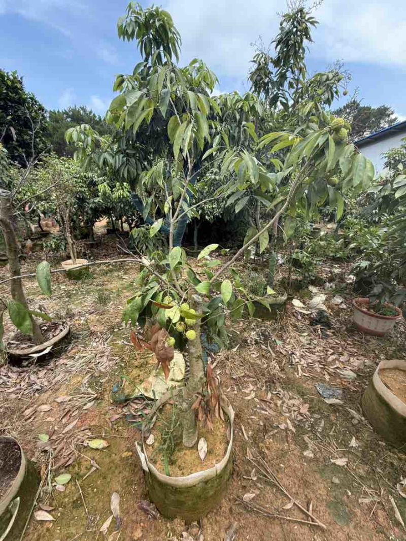桂味荔枝苗～带果发货，妃子笑、仙进奉等各类荔枝苗大量现货