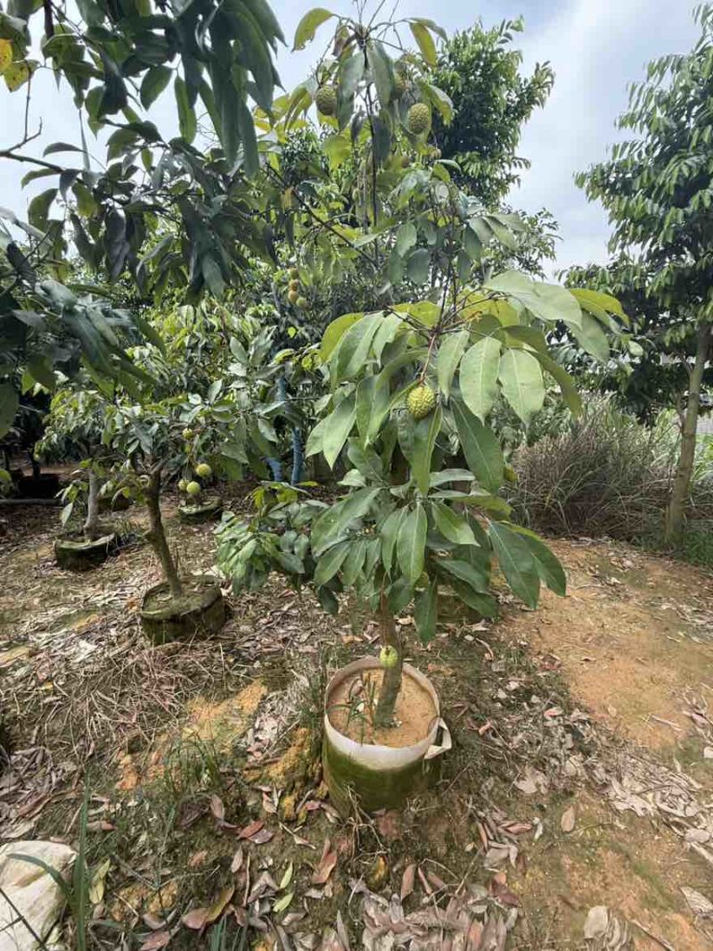 桂味荔枝苗～带果发货，妃子笑、仙进奉等各类荔枝苗大量现货