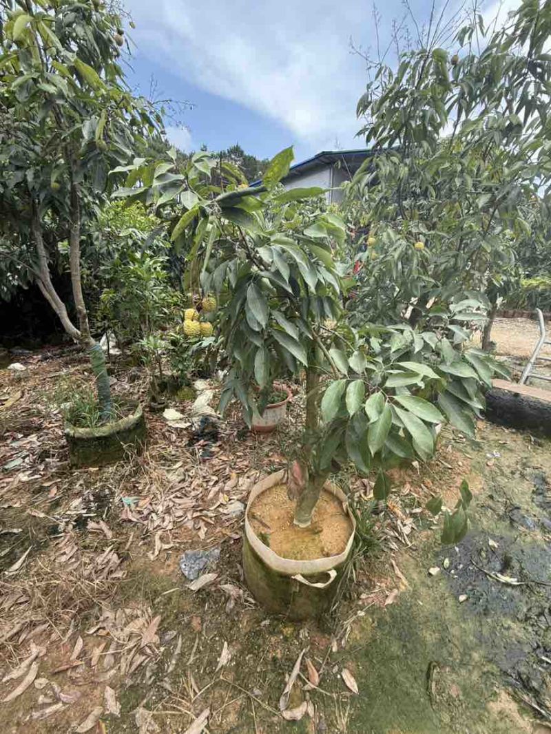 桂味荔枝苗～带果发货，妃子笑、仙进奉等各类荔枝苗大量现货