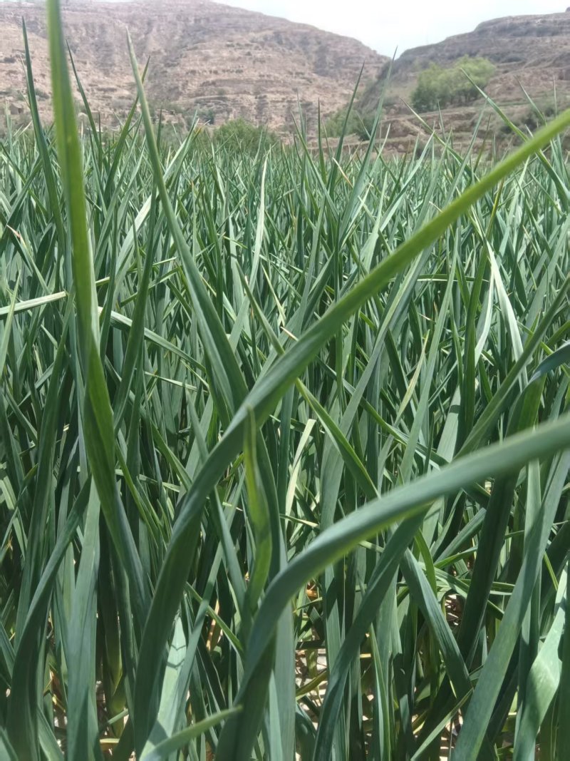 甘肃省定西市临洮县白蒜苗