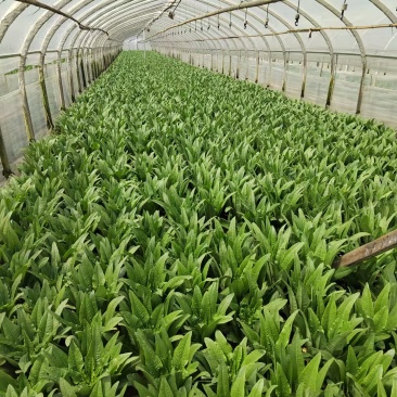 油麦菜19亩需要的老板***************