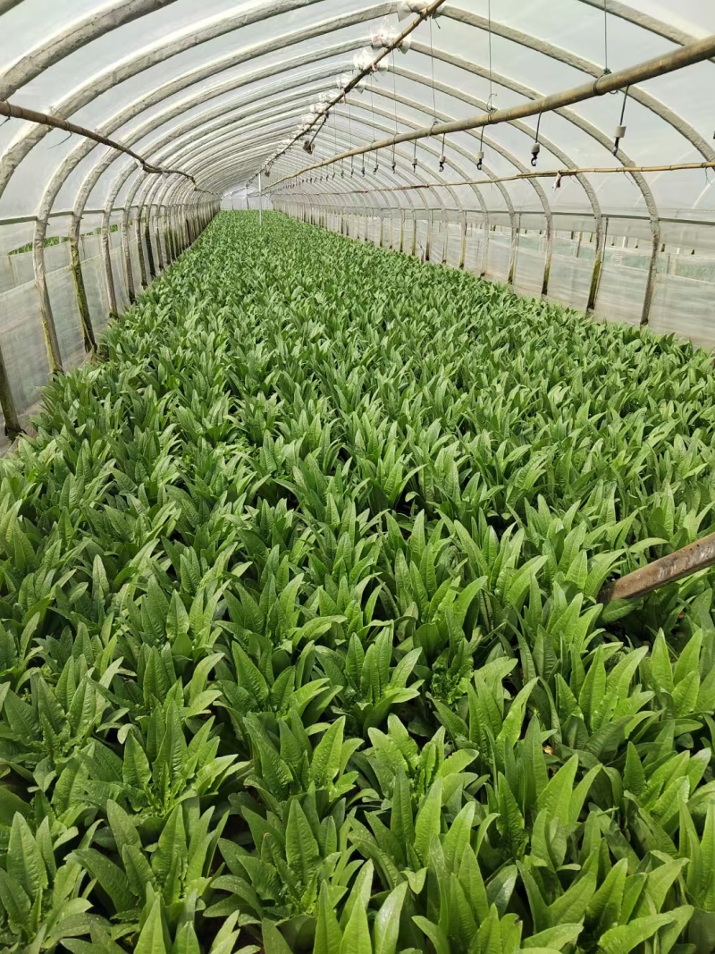 油麦菜19亩需要的老板***************