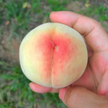 水蜜桃大量现货