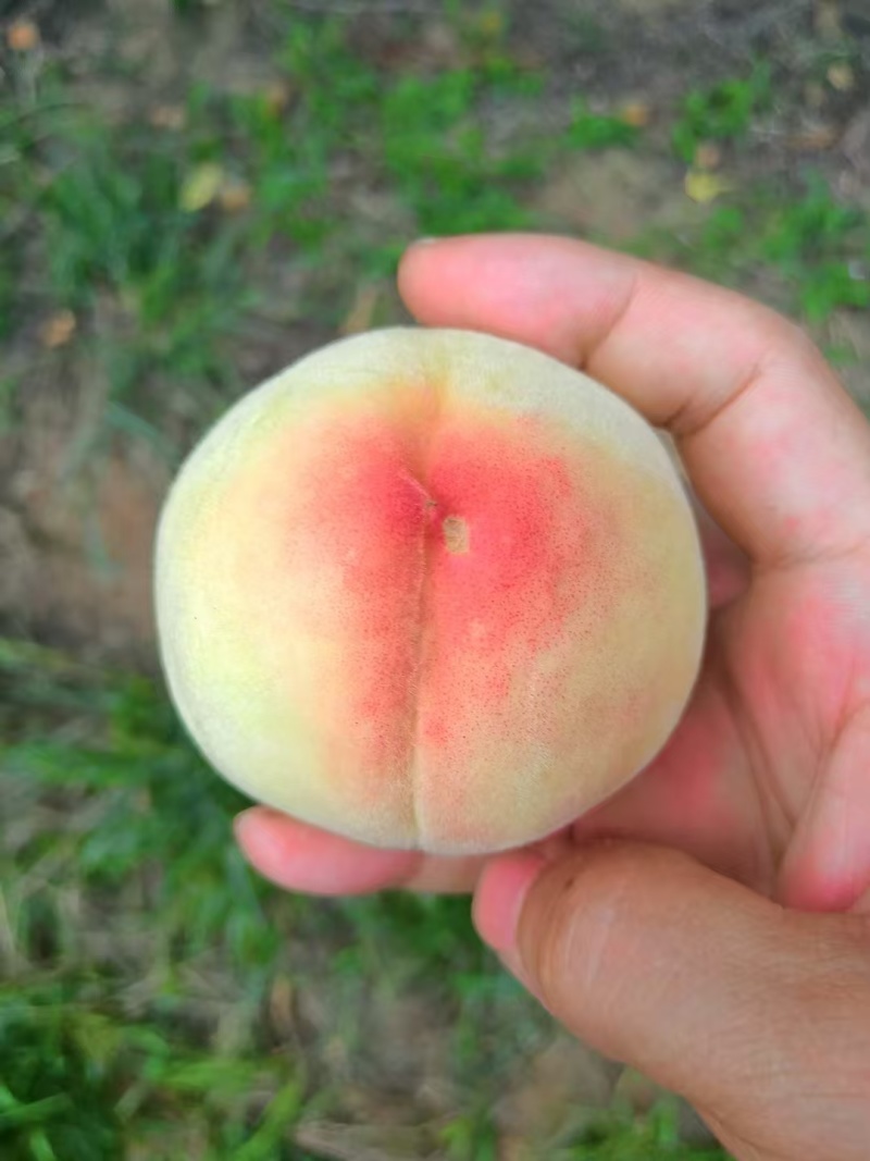 水蜜桃大量现货