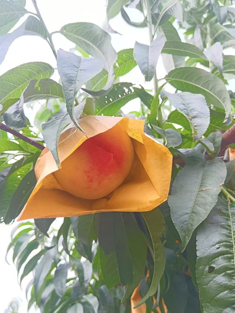 水蜜桃大量现货