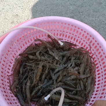 河虾