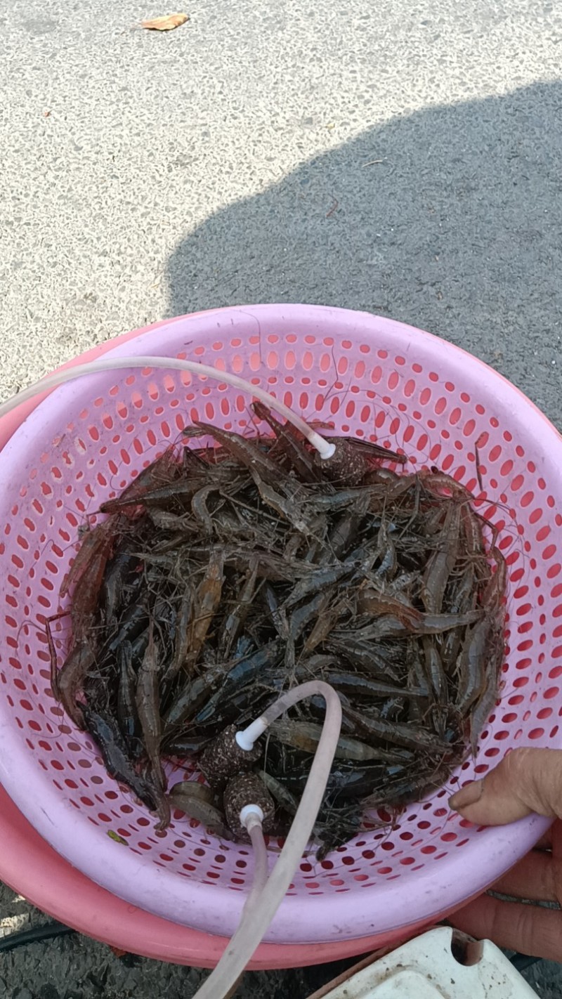 河虾