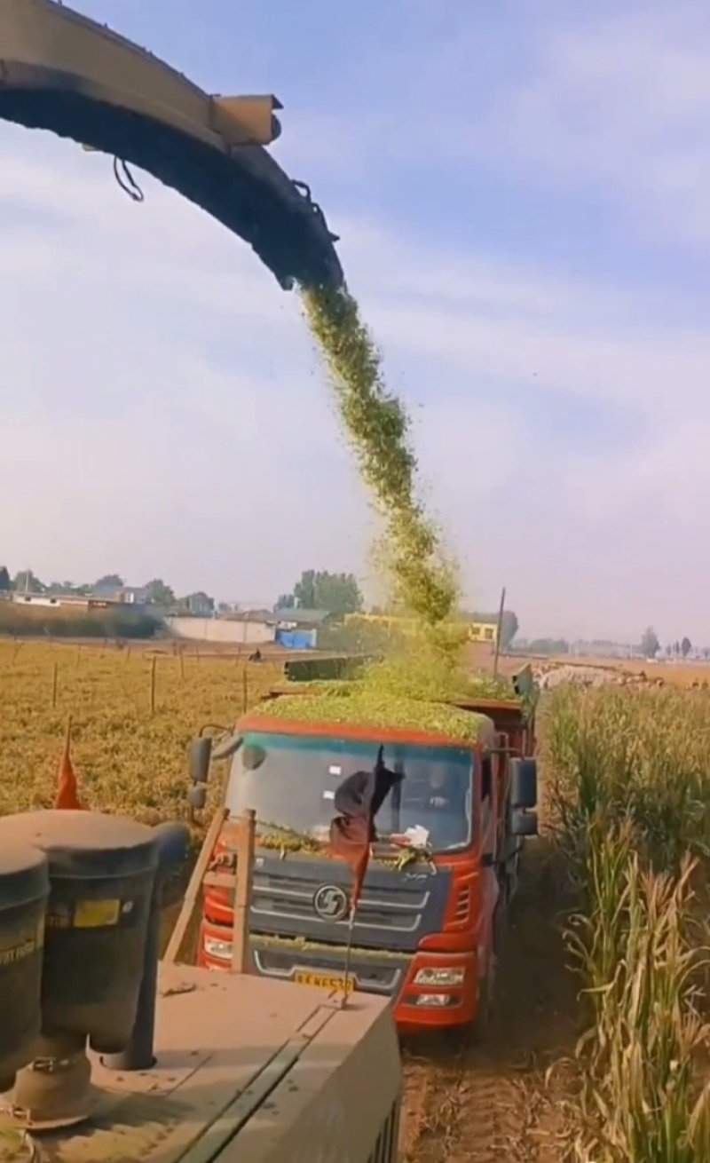 玉米秸秆小麦秸秆牧草🌿