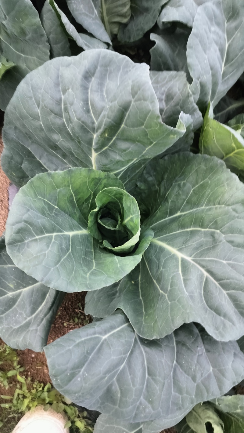 牛心包菜，品质相当好，最近大上市，需要的老板尽快联系