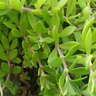 垂盆草