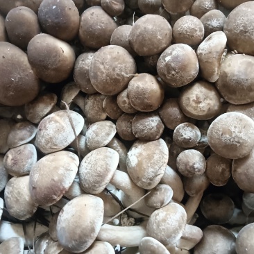 一窝菌