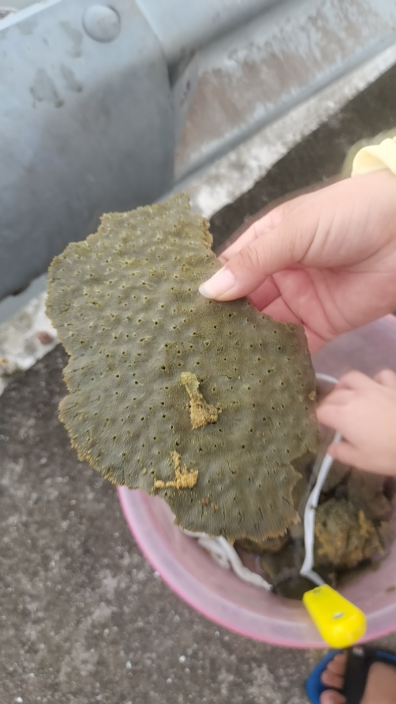 紫梢花