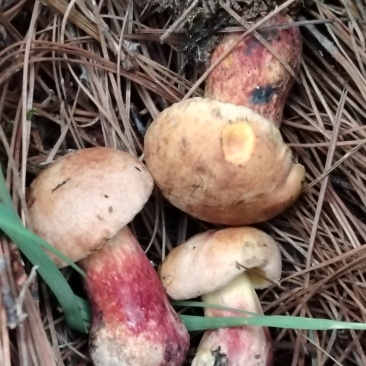 野生葱菌，