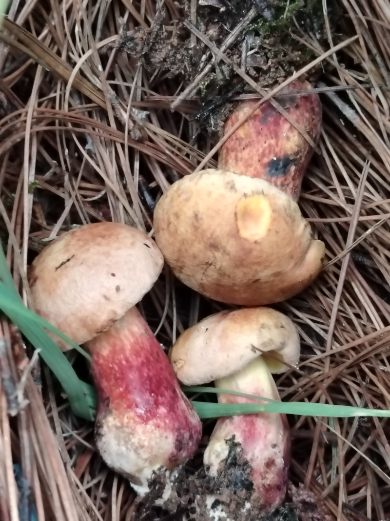 野生葱菌，