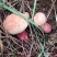 野生葱菌，