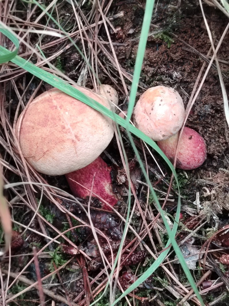 野生葱菌，