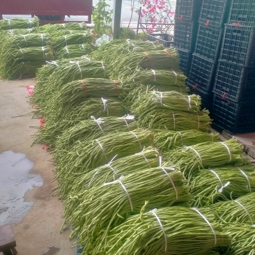 贵州缸豆