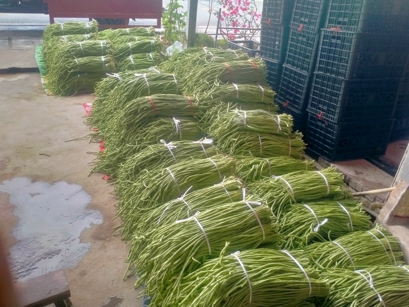 贵州缸豆