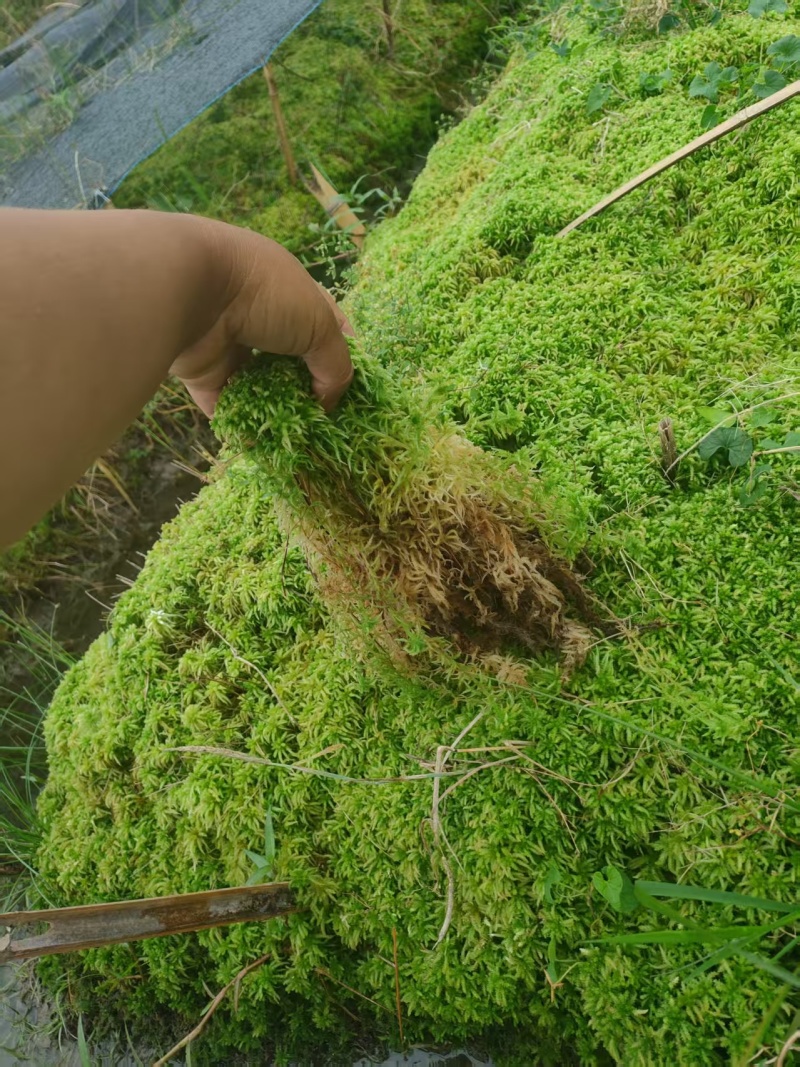 水苔