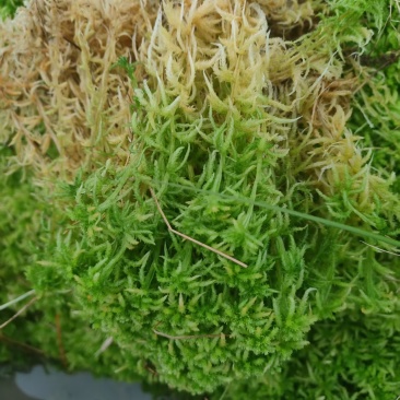 水苔