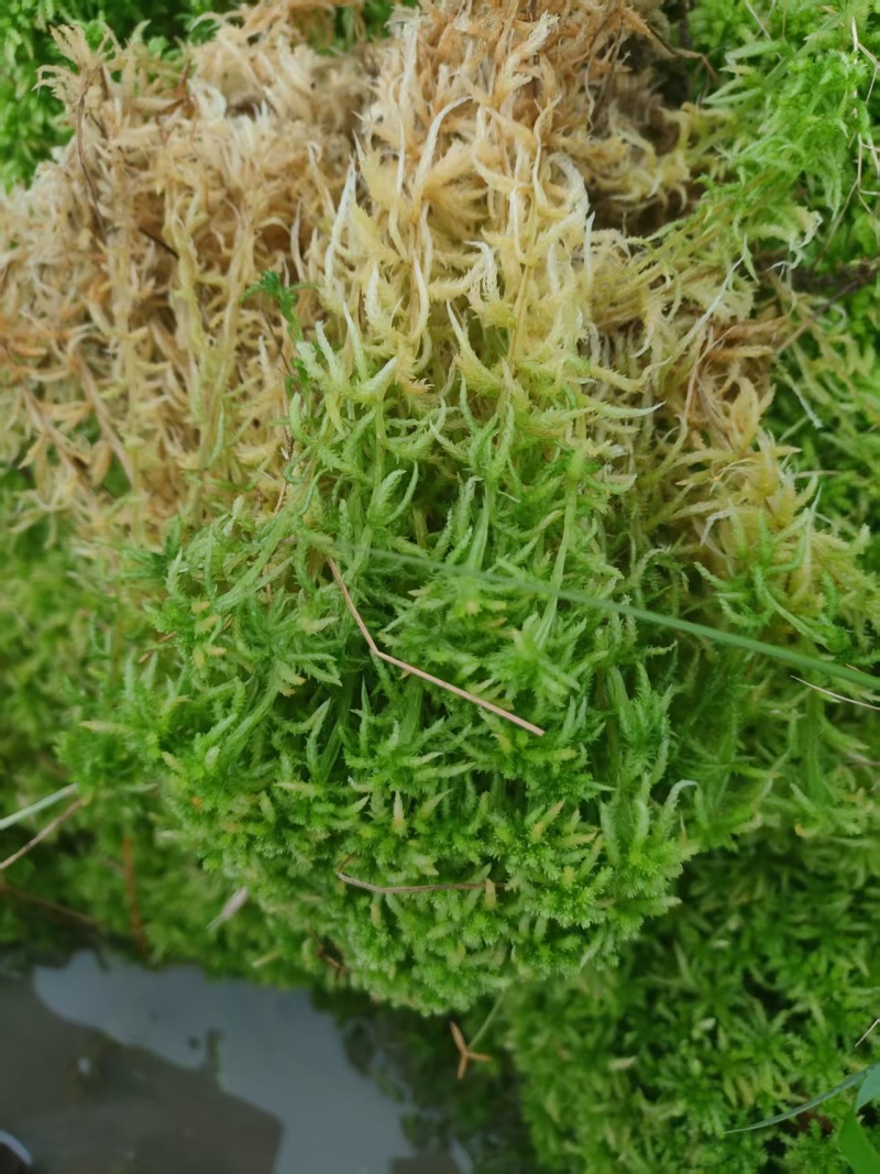 水苔