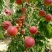 香甜可口多汁的红梅杏上市了