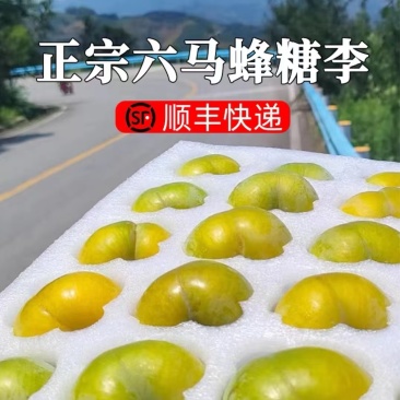 蜂糖李