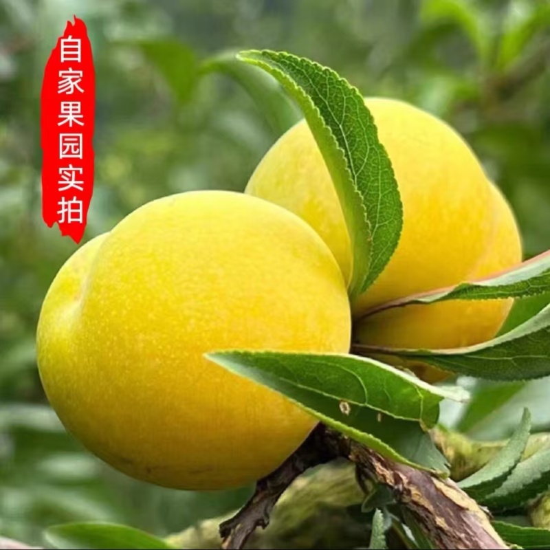 蜂糖李