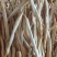 大荔优质黄花菜大量上市了，有需要的客户可以和我联系