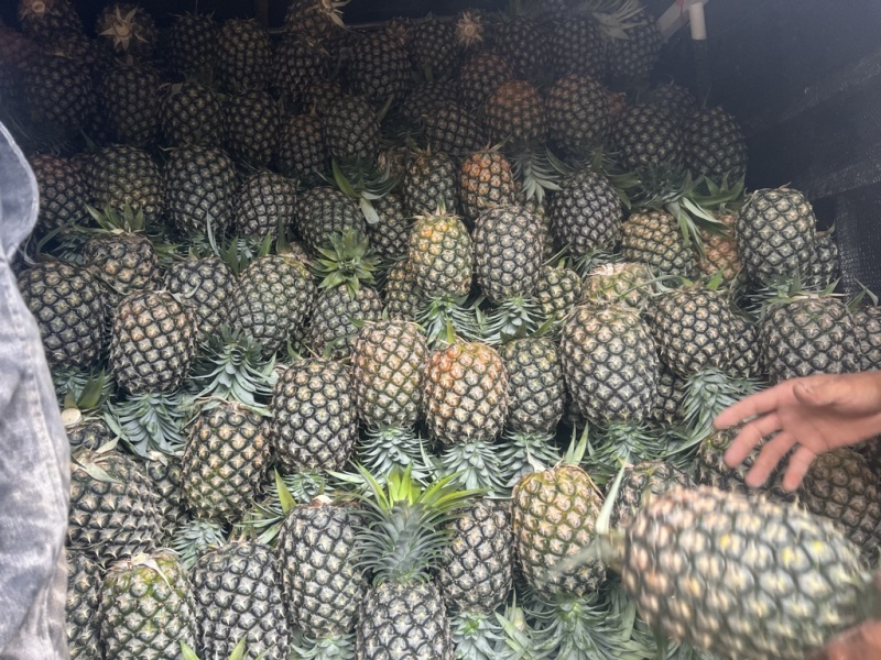 老化菠萝
