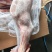 内蒙羔羊羊前腿
