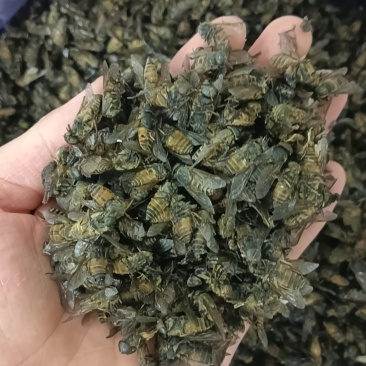 牛虻虫
