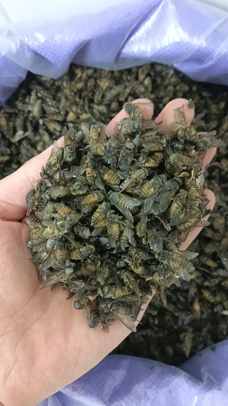 牛虻虫