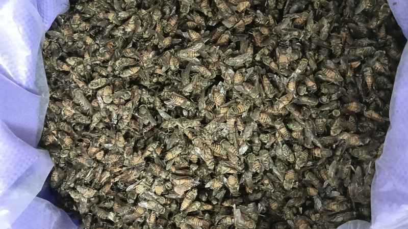 牛虻虫