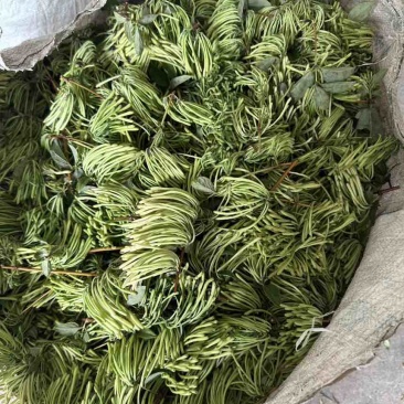 湖南山银花大量出倍