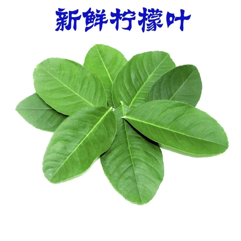 广东香水柠檬叶，新鲜柠檬叶，鱼生寿司西餐厅高端食材