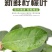 广东香水柠檬叶，新鲜柠檬叶，鱼生寿司西餐厅高端食材
