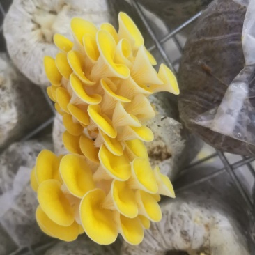 黄金菇