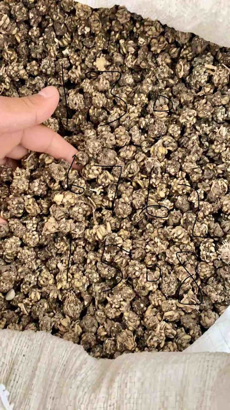 猫爪草