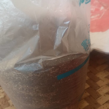 车前草子