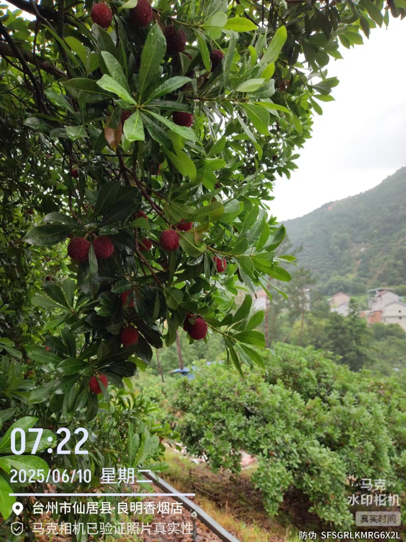浙江台州仙居东魁杨梅