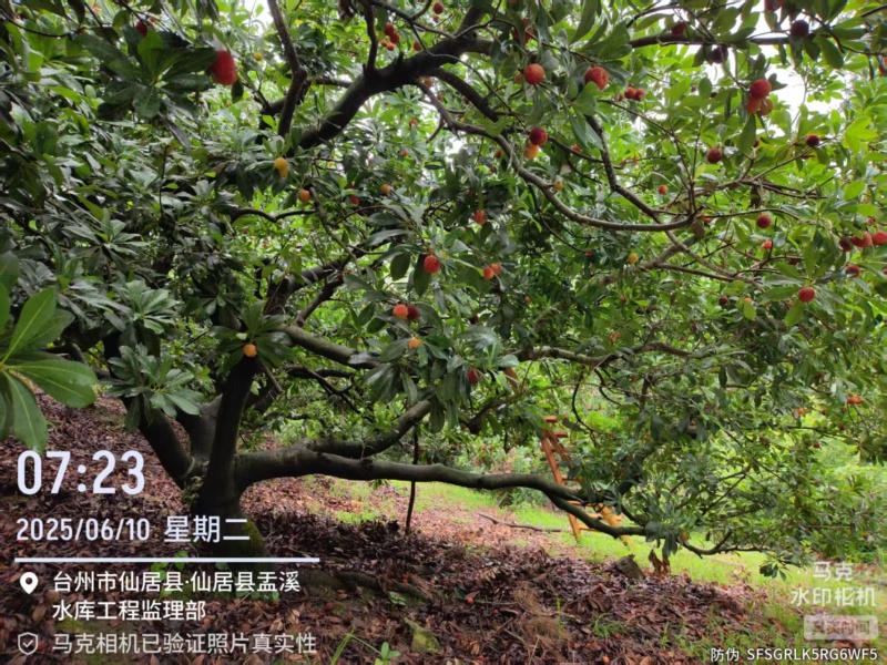浙江台州仙居东魁杨梅